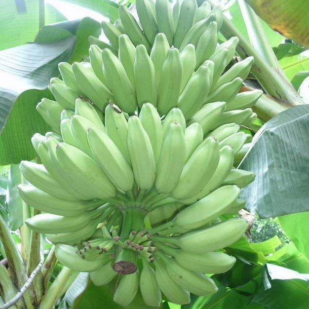 Banana Processing Process